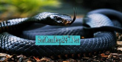 Tìm Hiểu Mơ Thấy Rắn Đánh Con Gì?